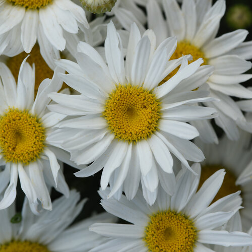 'Whitecap' - Shasta Daisy - Leucanthemum x superbum