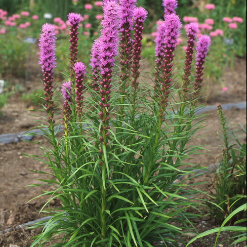 Kobold - Gayfeather - Liatris spicata