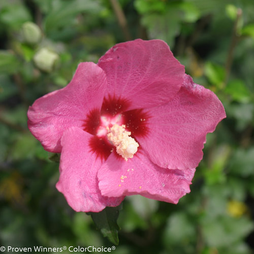 Lil' Kim® Red - Rose of Sharon - Hibiscus syriacus