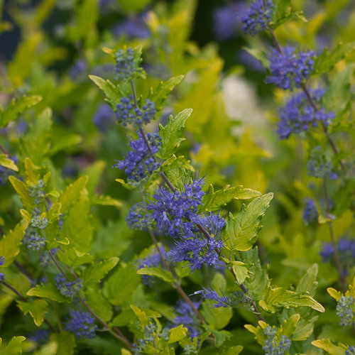 lil_miss_sunshine_caryopteris-3712.jpg