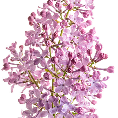 lilac_scentara_pura_02-macro.jpg