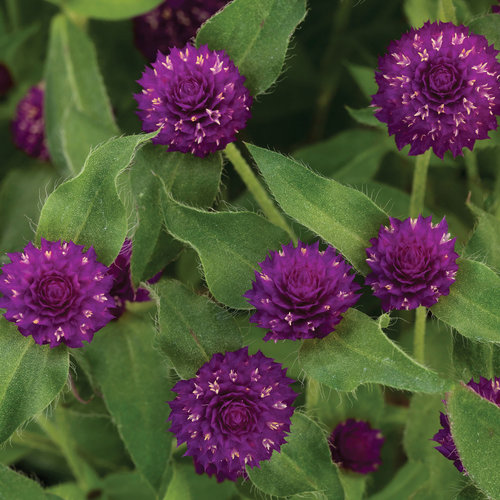 Lil' Forest™ Plum - Bachelor Button - Gomphrena hybrid