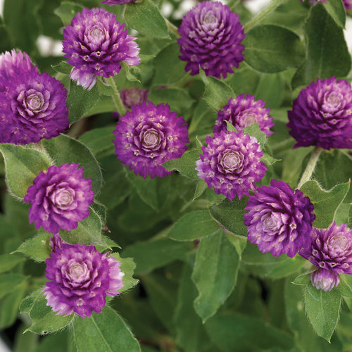 Lil' Forest™ Sugared Plum - Bachelor Button - Gomphrena hybrid