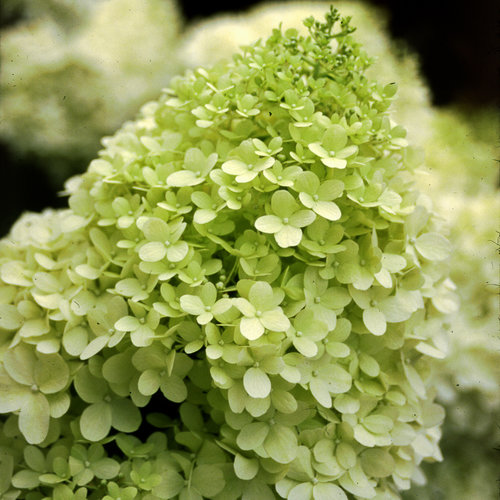 'Limelight' - Panicle Hydrangea - Hydrangea paniculata