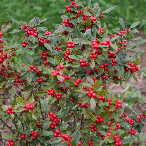 bånd Destruktiv gammelklog Little Goblin® Red - Winterberry Holly - Ilex verticillata | Proven Winners