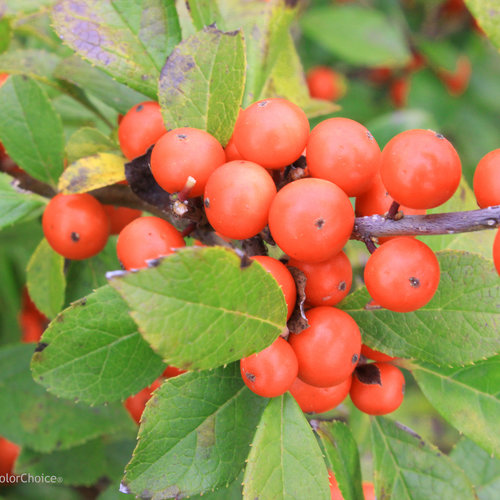 Little Goblin® Orange - Winterberry Holly - Ilex verticillata