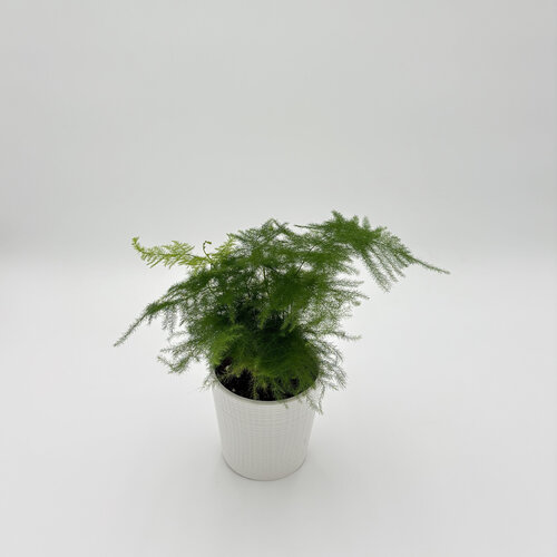 Living Lace® Ethereal - Asparagus Fern - Asparagus x