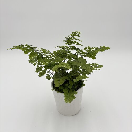 Living Lace® Fritz Luthi - Maidenhair fern - Adiantum x