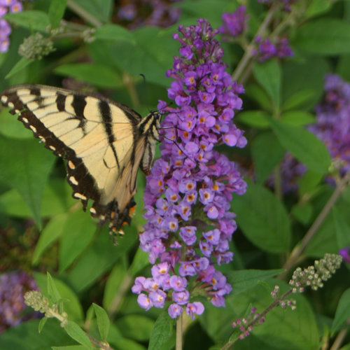Lo & Behold® 'Blue Chip' Butterfly Bush Buddleia x Proven Winners