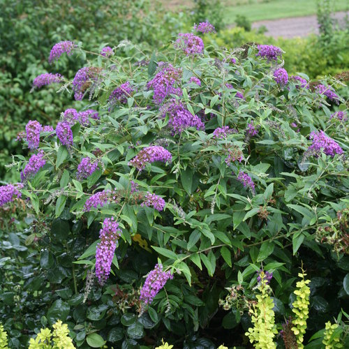 Lo & Behold® 'Purple Haze' - Butterfly Bush - Buddleia x