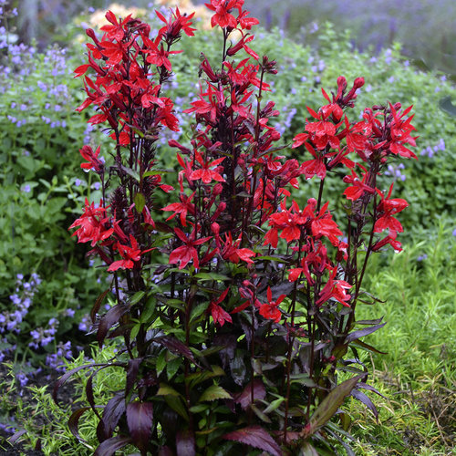 Vulcan Red - Cardinal Flower - Lobelia speciosa