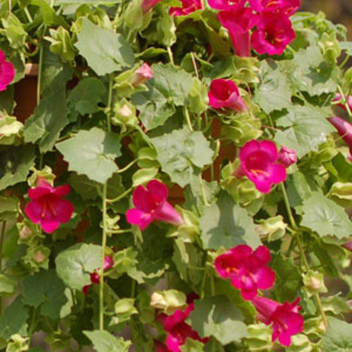 Lofos® Compact Rose - Lophospermum hybrid