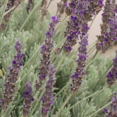 Lovely Lullaby™ - Lavender - Lavandula heterophylla