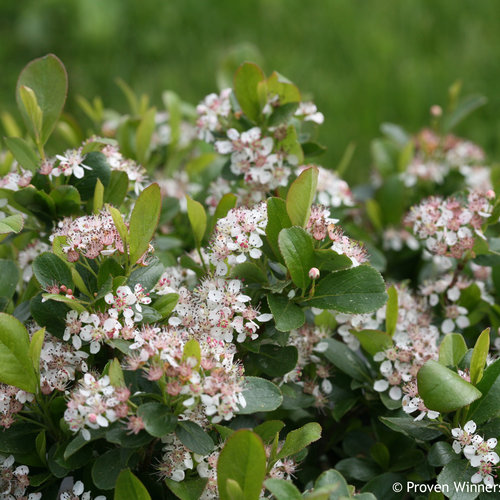 chokeberry flowers