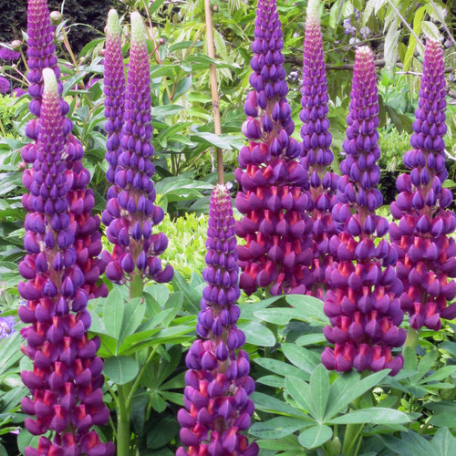 Westcountry™ 'Masterpiece' - Lupine - Lupinus polyphyllus