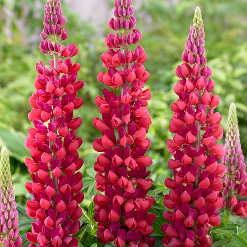Westcountry™ 'Red Rum' - Lupine - Lupinus polyphyllus