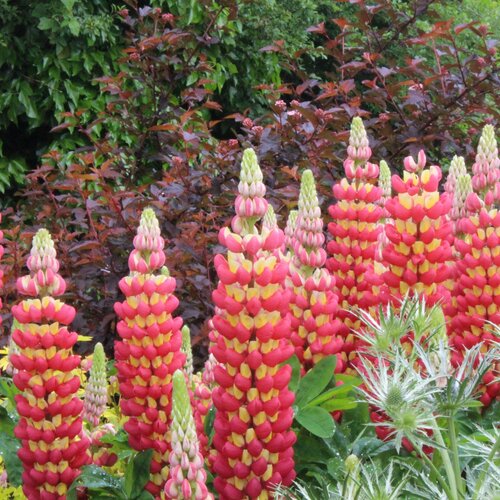 Westcountry™ 'Tequila Flame' - Lupine - Lupinus polyphyllus
