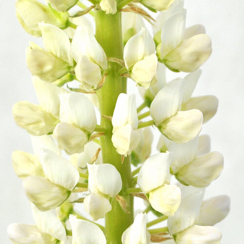 Staircase™ 'White' - Lupine - Luzula polyphyllus