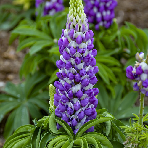 Mini Gallery™ Blue Bicolor - Lupine - Lupinus polyphyllus | Proven Winners