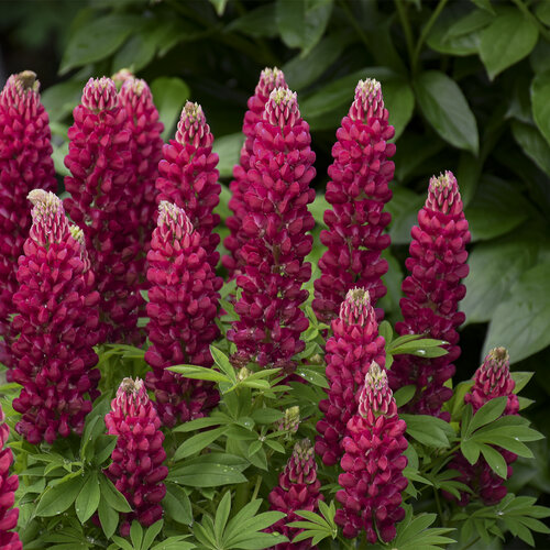 Mini Gallery™ Red - Lupine - Lupinus polyphyllus