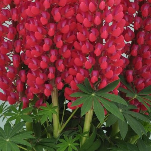 Staircase™ Red - Lupine - Lupinus polyphyllus