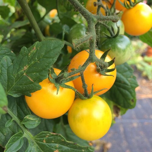 Black Pearl Tomato Seed 20 Seed Puce Lycopersicon Esculentum Fruit Seed Hot C095 