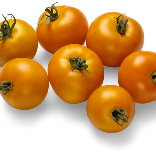 lycopersicon_tempting_tomatoes_bellini_03.jpg