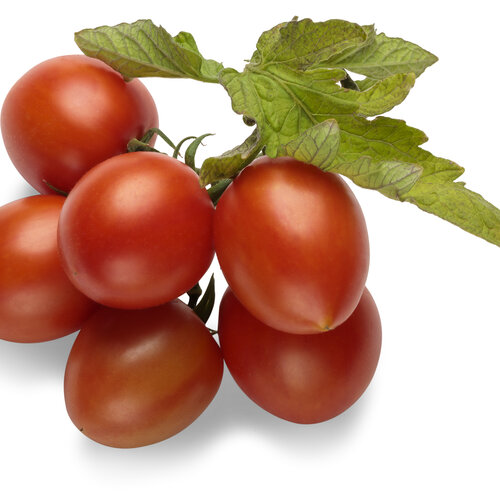 lycopersicon_tempting_tomatoes_garden_gem_macro_01.jpg
