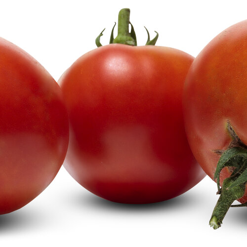 lycopersicon_tempting_tomatoes_garden_treasure_macro_03.jpg