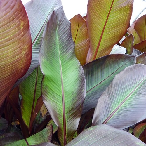 Lydia - Banana - Musa maurelii
