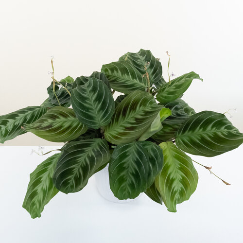 Siesta® Mint Chocolate™ - Prayer Plant - Maranta leuconeura