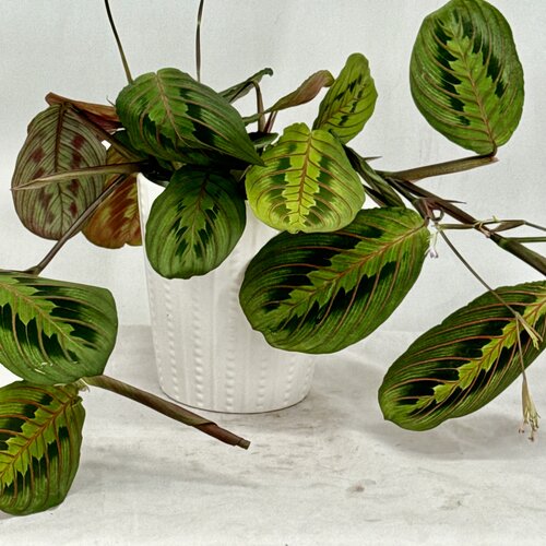 Siesta® Kiwi Splash™ - Prayer Plant - Maranta hybrid