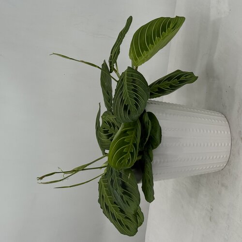 Siesta® Lemon Lime™ - Prayer Plant - Maranta hybrid