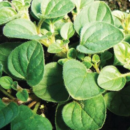 Mediterranean Greek™ - Oregano - Origanum vulgare hirtum