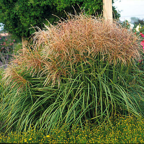 'Huron Sunrise' Ornamental Grass, Miscanthus Miscanthus sinensis