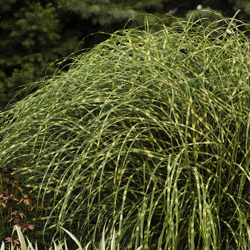 Little Zebra - Dwarf Zebra Grass - Miscanthus sinensis