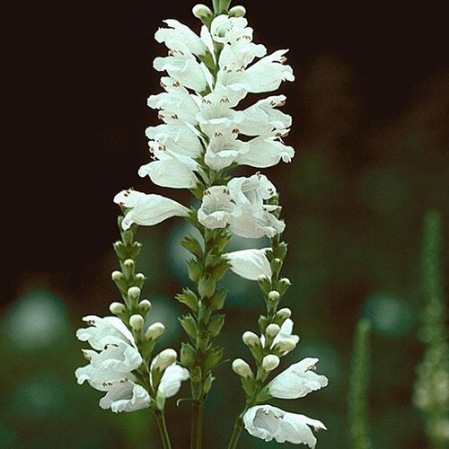'Miss Manners' - Obedient Plant, False Dragonhead - Physostegia virginiana