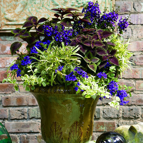 Proven Accents® Licorice Splash Licorice Plant Helichrysum