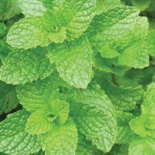 Mojito Cocktail™ - Spearmint - Mentha spicata