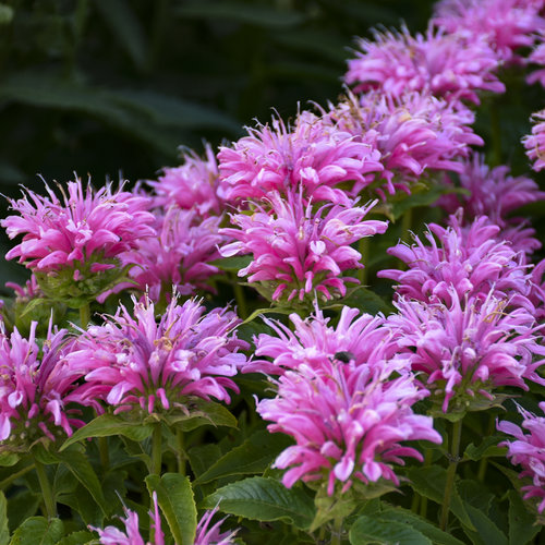 'Pardon My Pink' - Bee Balm - Monarda didyma