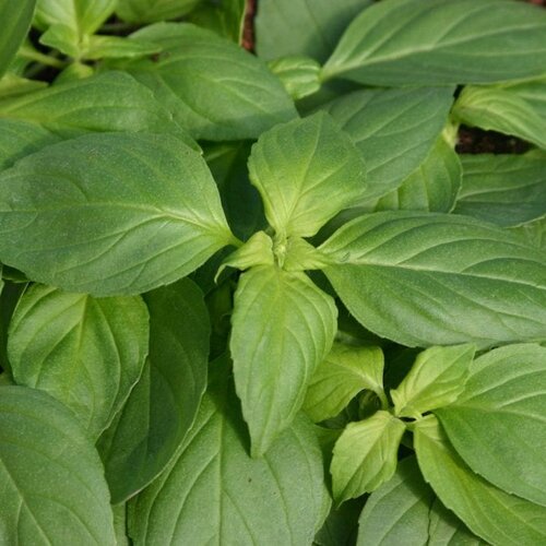 Mrs. Burns' Lemon - Basil - Ocimum basilicum 'Citriodora'
