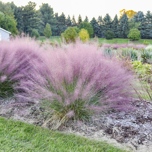 Landscape: Muhlenbergia Prairie Winds Candy Floss Pink Muhly Grass