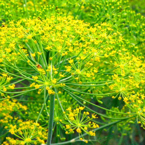 My Fair™ - Fennel - Foeniculum vulgare 'Purpureum'