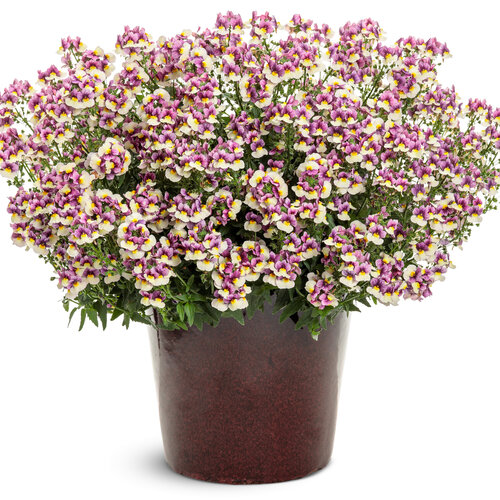 Beauty Shot: Aromance® Plum Honey - nemesia