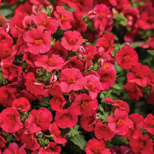 Sunsatia® Cranberry Red - Nemesia hybrid