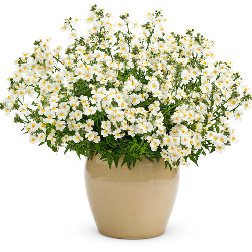 Sunsatia® Coconut Nemesia hybrid Proven Winners