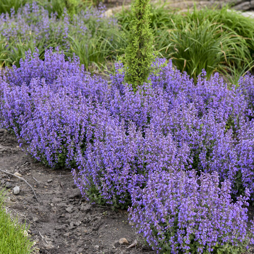 cat's pajamas catmint care