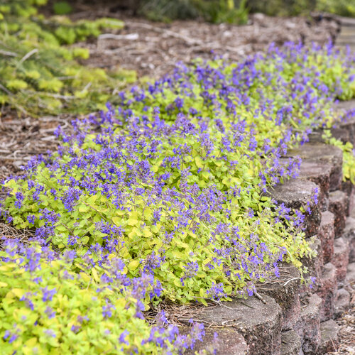 Landscape: Nepeta Lemon Purrfection Catmint