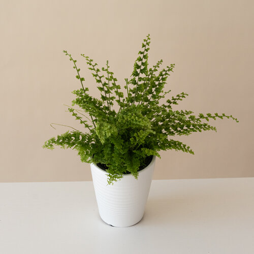 Living Lace® Dainty Buttons™ - Fern - Nephrolepis x