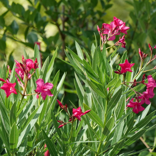 oleander